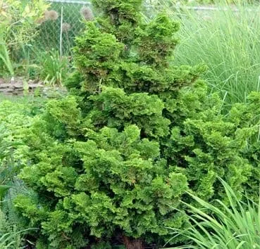 Кипарисовик тупой Nana gracilis