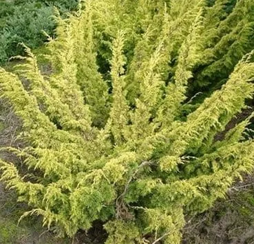 Можжевельник китайский Plumosa aurea