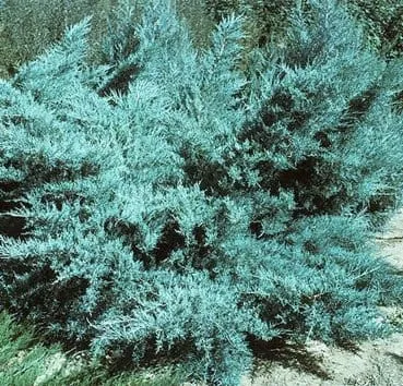 Можжевельник средний Pfitzeriana glauca