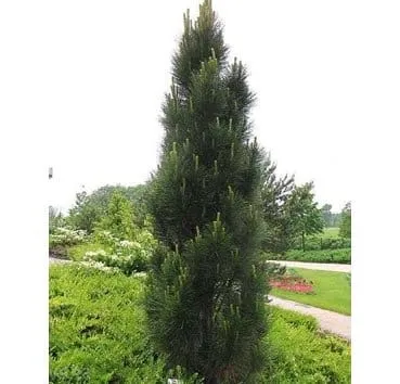 Сосна черная Pyramidalis