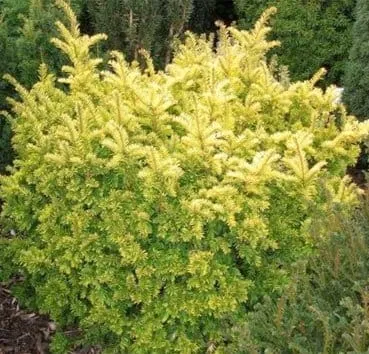 Тис ягодный Semperaurea