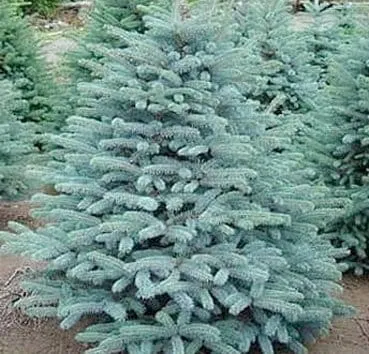 Ель колючая Glauca misty blue
