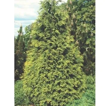 Кипарисовик нутканский Aurea