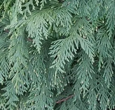 Кипарисовик нутканский Glauca