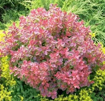 Барбарис тунберга Coral