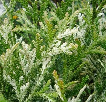 Туевик долотовидный Variegata