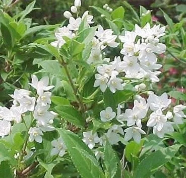 Дейция изящная (Gracilis)