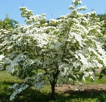 Дёрен японский (Kousa)