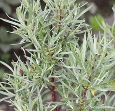 Ива лохолистная Angustifolia