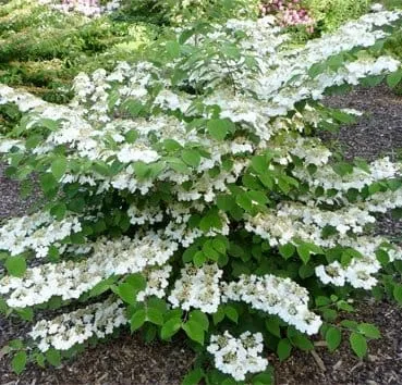 Калина складчатая Cascade