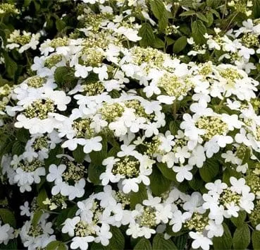 Калина складчатая Summer snowflake