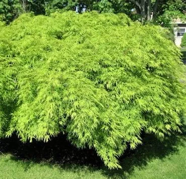 Клен пальмолистный Dissectum (dissectum viride)