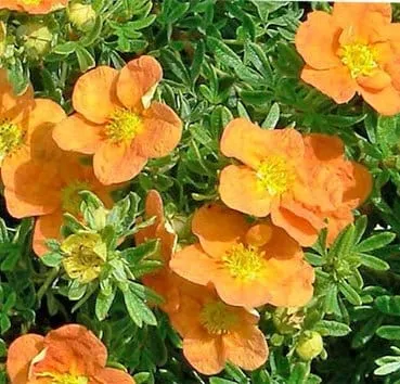 Лапчатка кустарниковая Tangerine