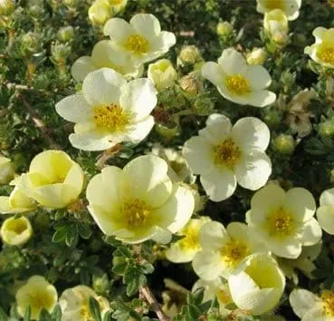 Лапчатка кустарниковая Primrose beauty