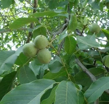 Орех грецкий