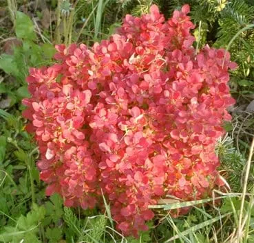 Барбарис тунберга Lutin rouge