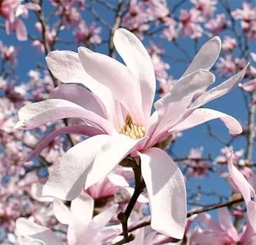Магнолия звездчатая Rosea