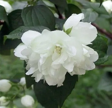 Чубушник Dame blanche