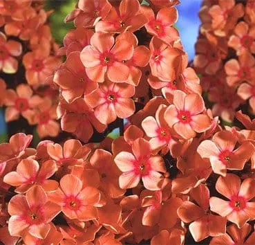 Флокс метельчатый Orange perfection