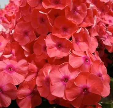 Флокс метельчатый Juliglut