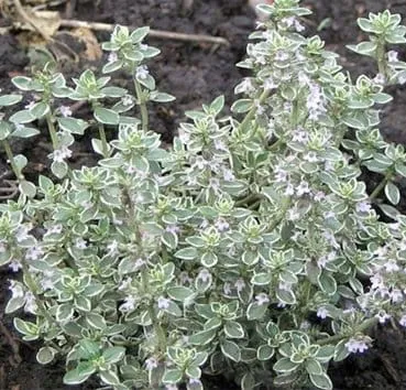 Тимьян лимоннопахнущий Silver queen