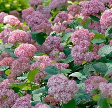 Гортензия древовидная Pink pincushion