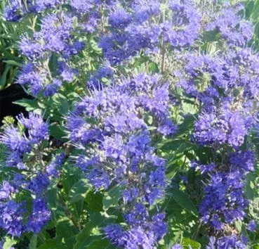 Кариоптерис Kew blue