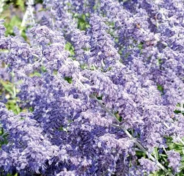 Перовския Lacey blue