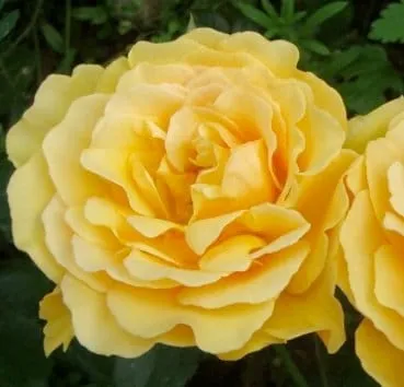 Роза полиантовая (ландшафтная) Amber queen