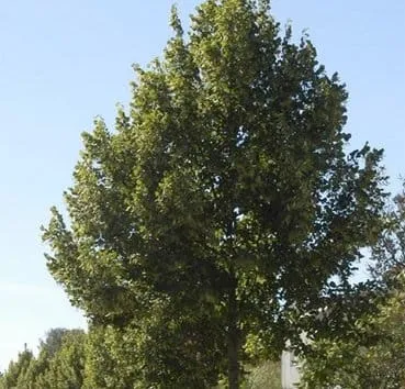 Липа крупнолистная Orebro