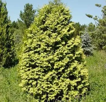 Туя западная Wareana lutescens