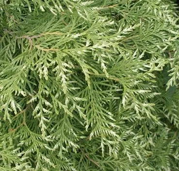 Туя западная Variegata