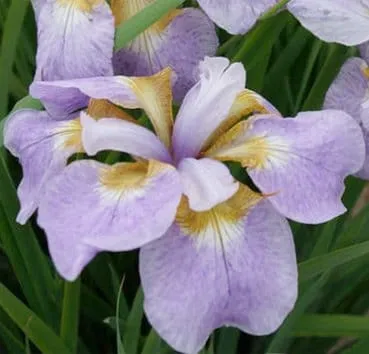Ирис сибирский Rikugi sakura