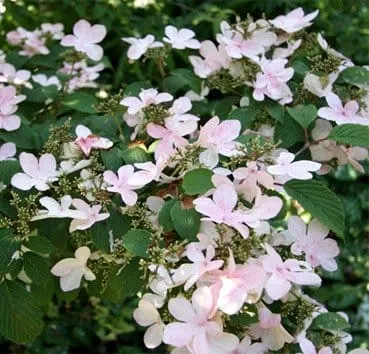 Калина складчатая Pink beauty