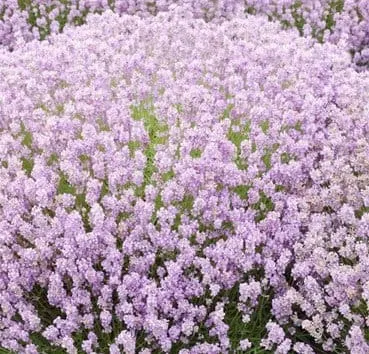 Лаванда узколистная Rosea