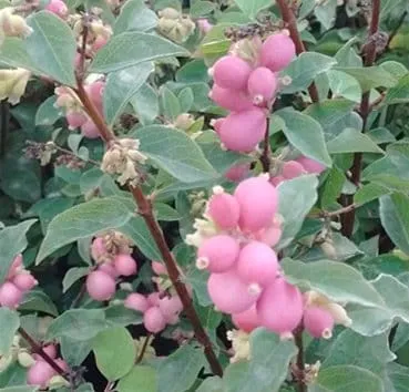 Снежноягодник доренбоза Magic berry