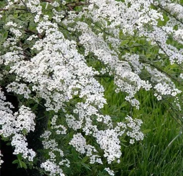 Спирея серая Graciosa