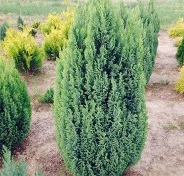 Кипарисовик лавсона Ellwoodii