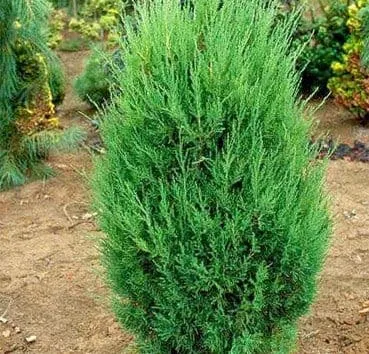Можжевельник китайский Spearmint