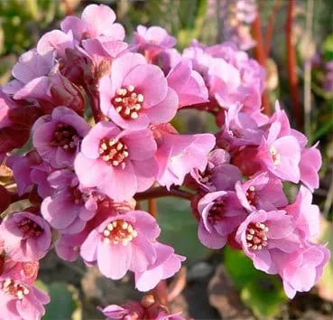 Бадан сердцелистный Purpurea