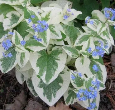 Бруннера Variegata