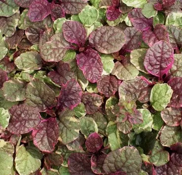 Живучка ползучая Burgundy glow