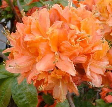 Азалия крупноцветковая Mandarin lights