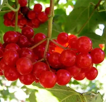 Калина таежные рубины (Tajoznye rubiny)