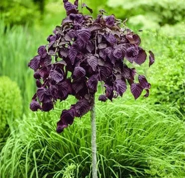 Лещина обыкновенная Purple umbrella