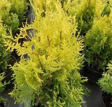Туя западная Golden brabant