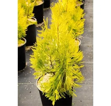 Туя складчатая Goldy