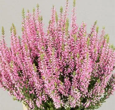 Вереск обыкновенный Pink bettina