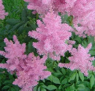 Астильба арендса Gloria purpurea