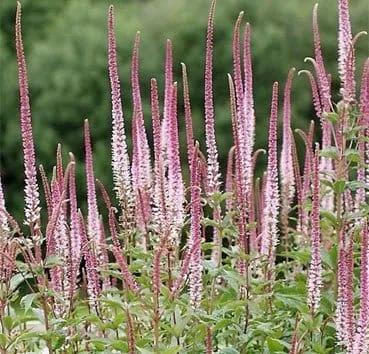 Вероникаструм виргинский Erica